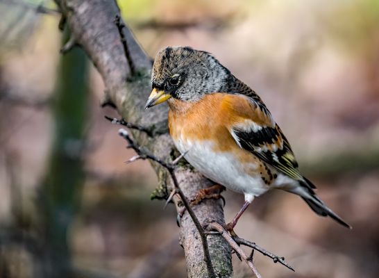 "Was grinst der so"?