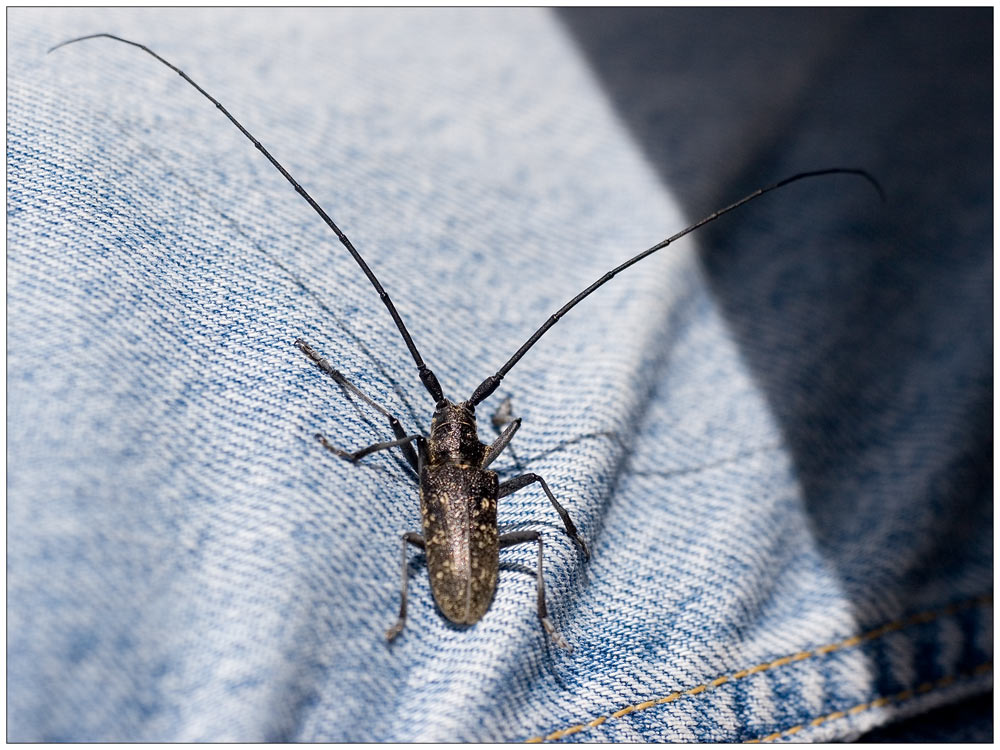 was großes mit zwei langen fühlern Foto & Bild usertreffen+veranstaltungen, Österreich