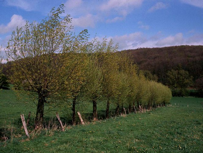 Was grünes zum Mai