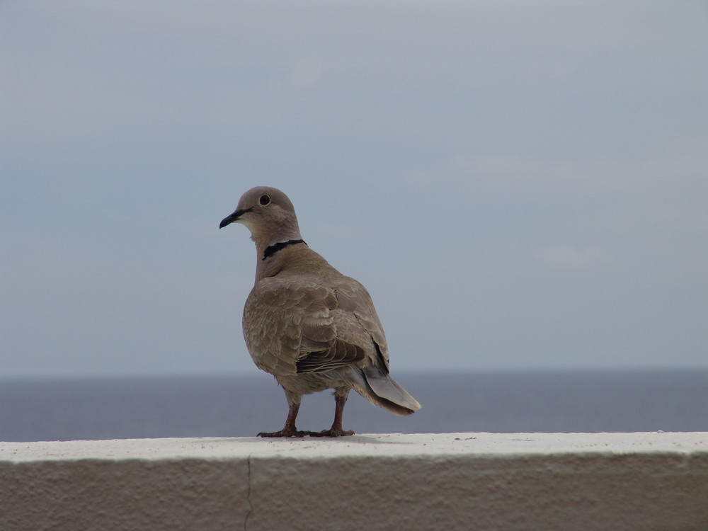 Was gucks Du?