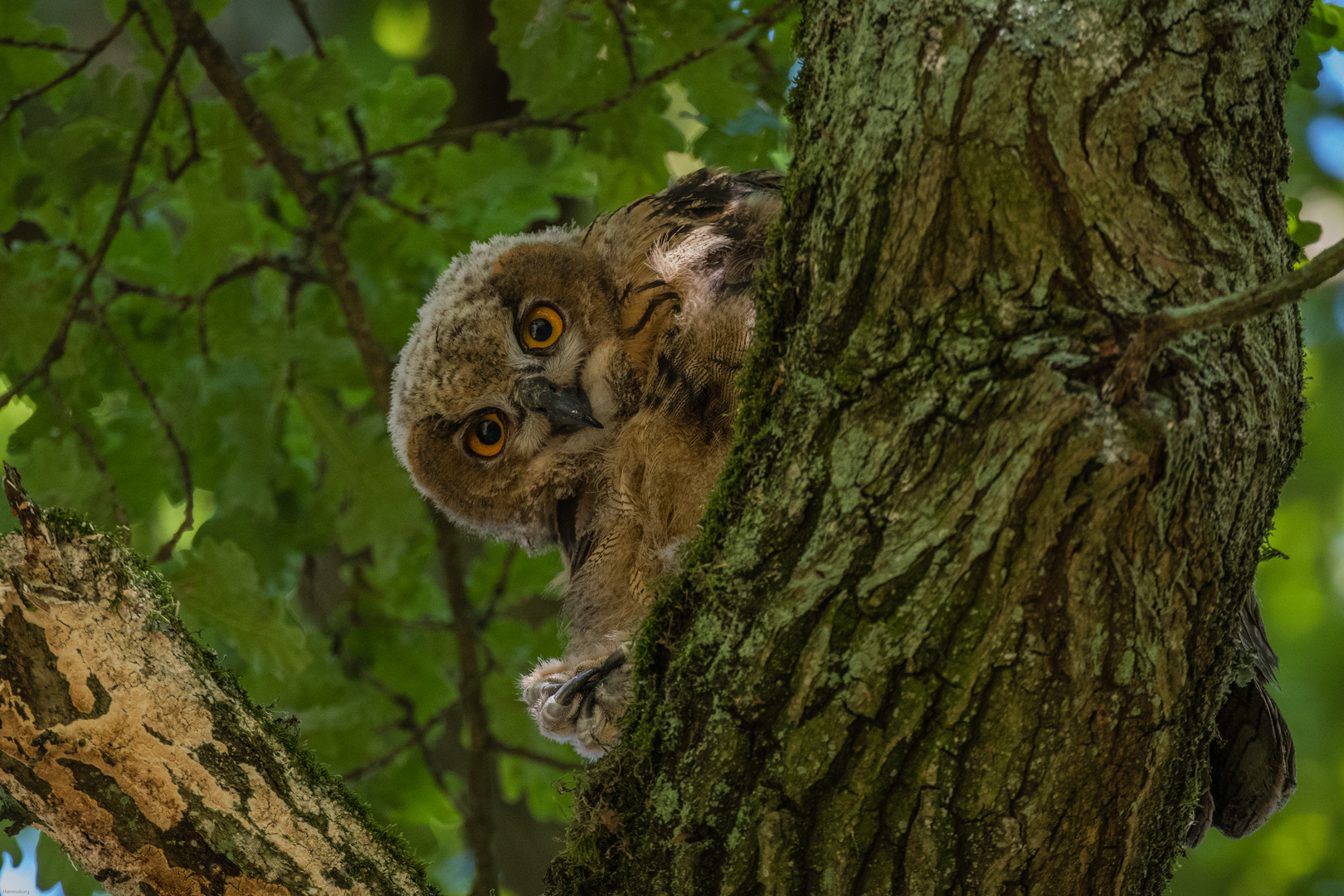 was guckst Du?