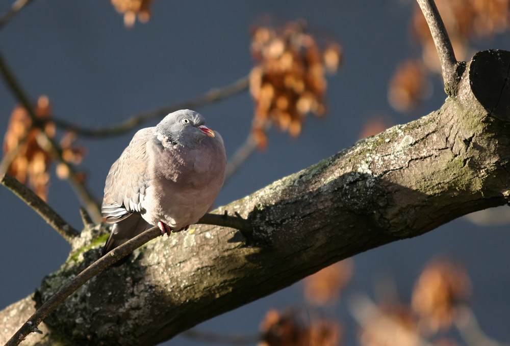 was guckst du?!