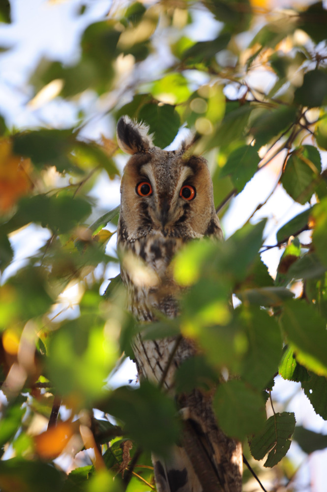 Was guckst du ?