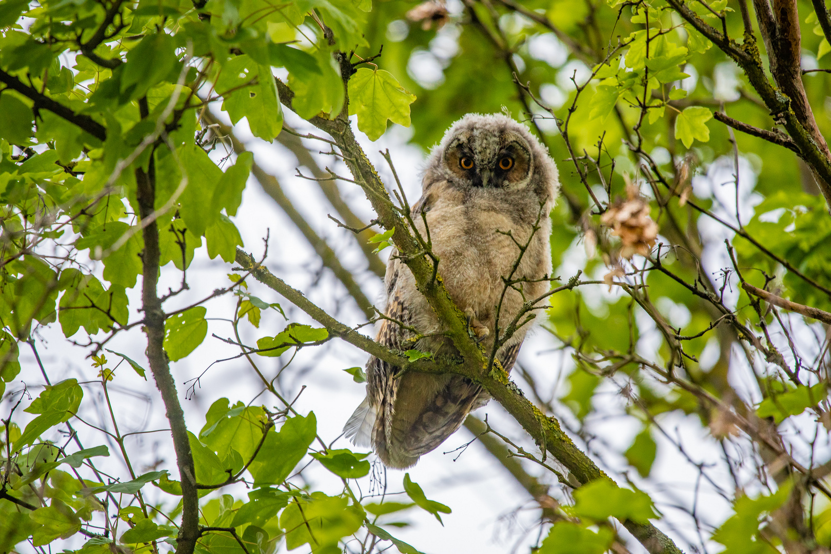 Was guckst du ?