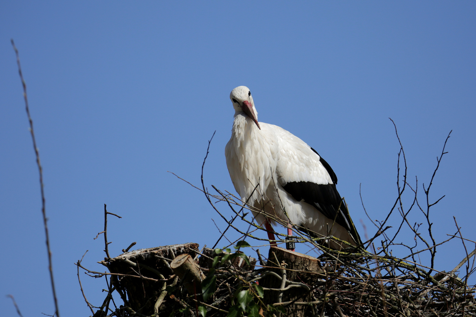 Was guckst du?