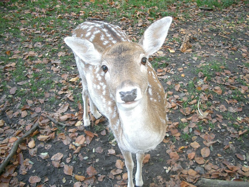 was guckst du?