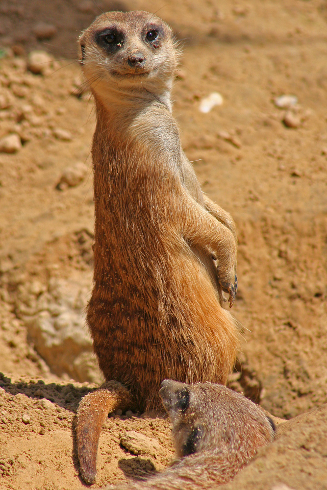 Was guckst du?