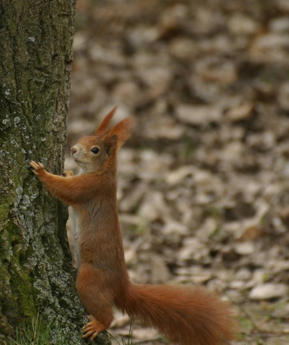 was guckst du ?