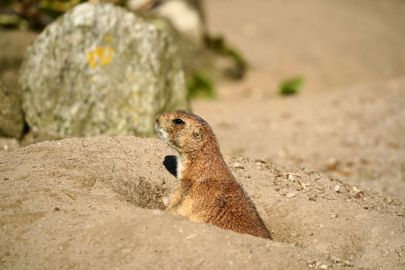 Was guckst Du?