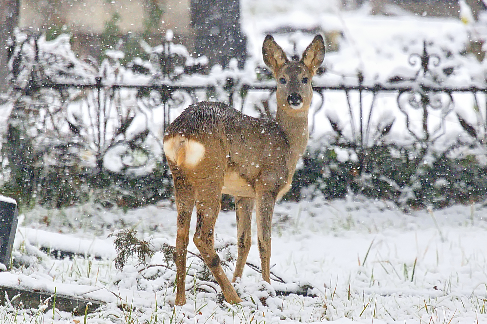 Was guckst du ? (1)