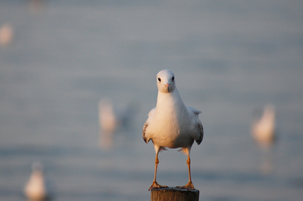 Was guckst Du?