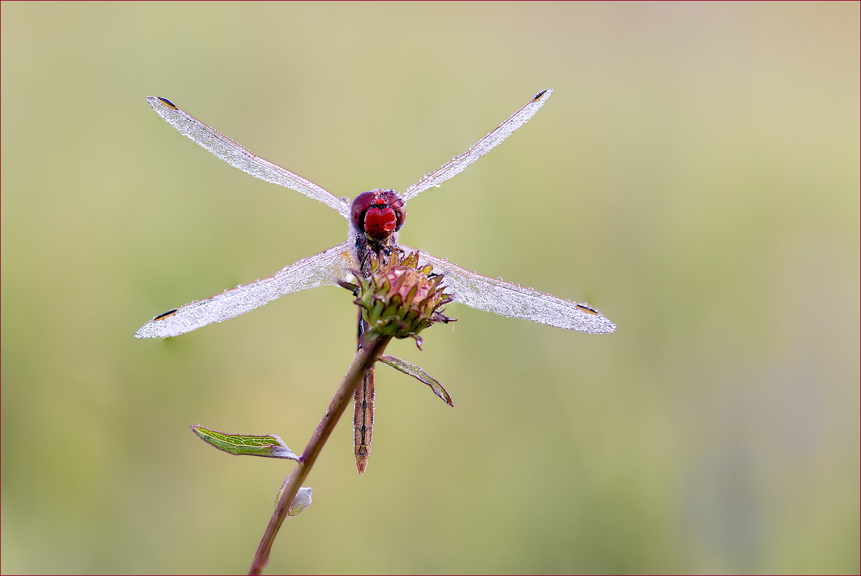 Was guckst Du.....