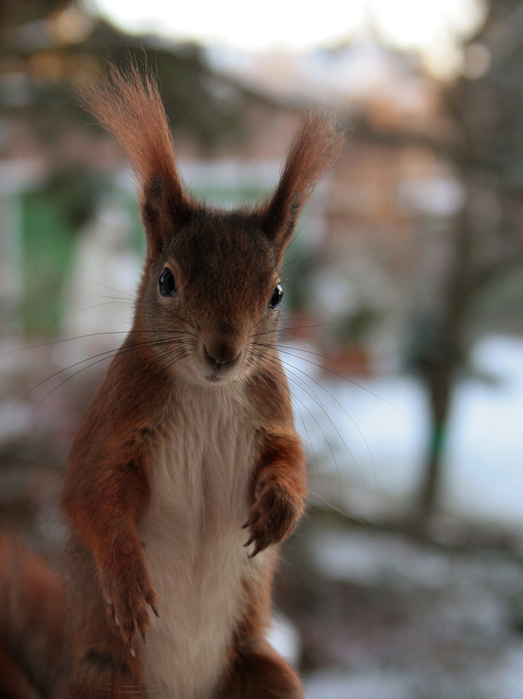 Was guckst Du?