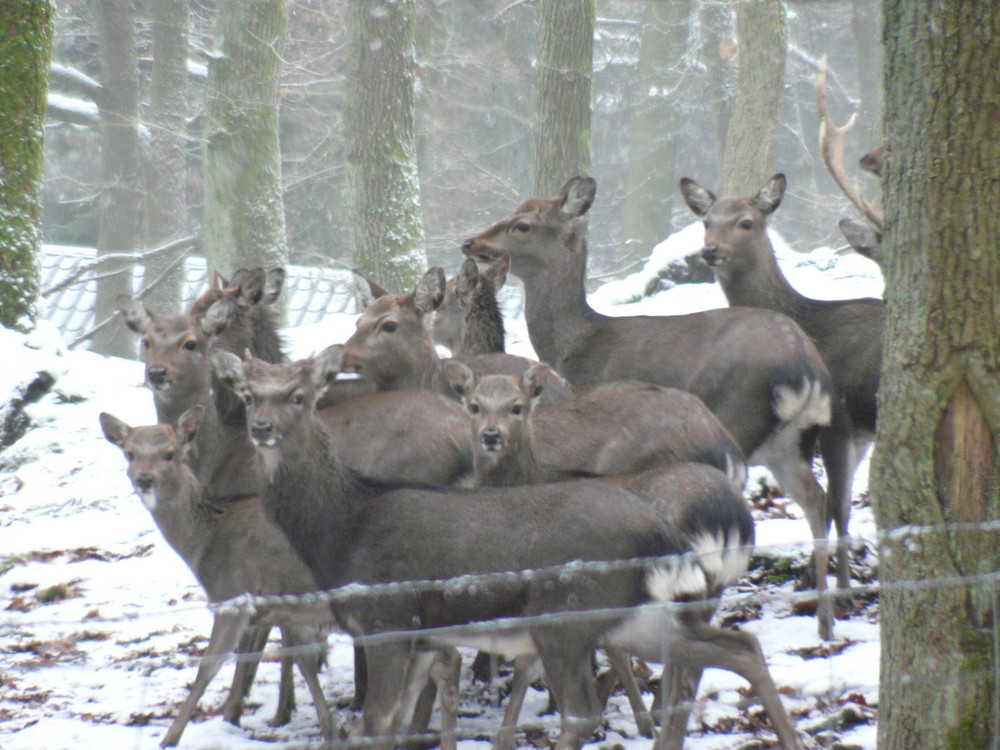 Was guckst du ??