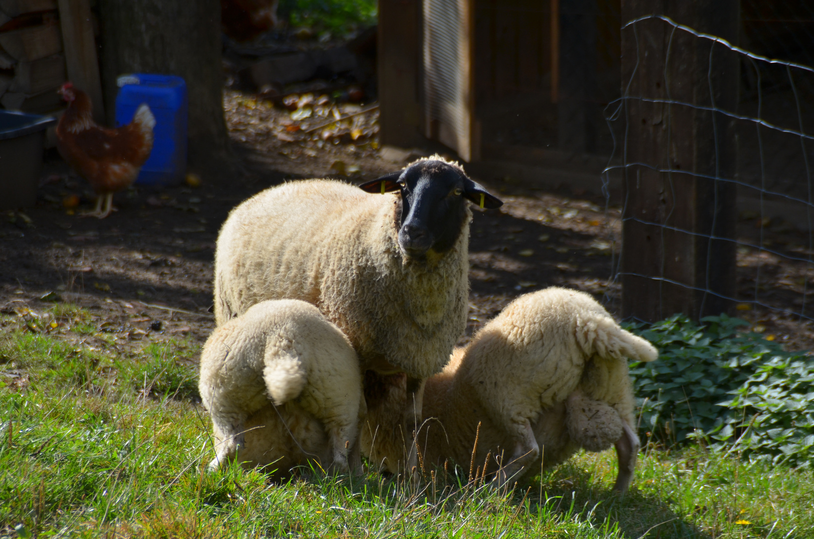 Was guckst du?