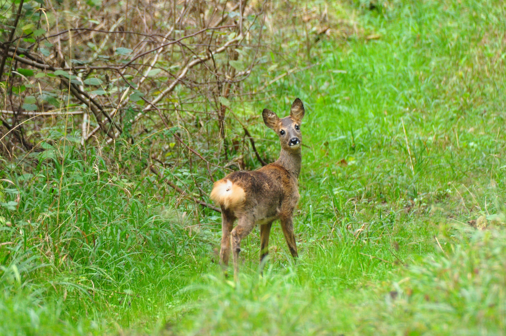 Was guckst Du