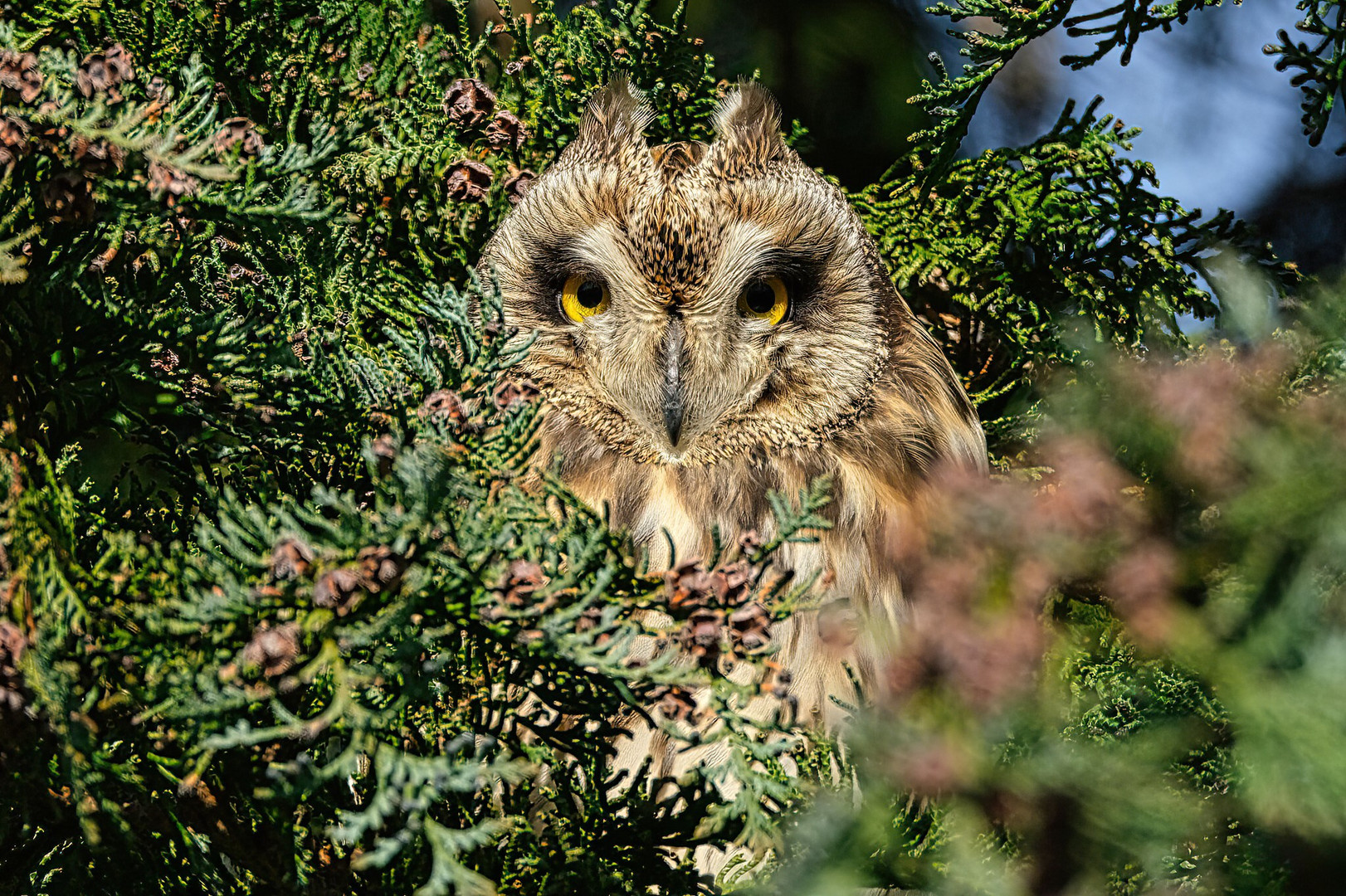 was guckst Du?          2.0