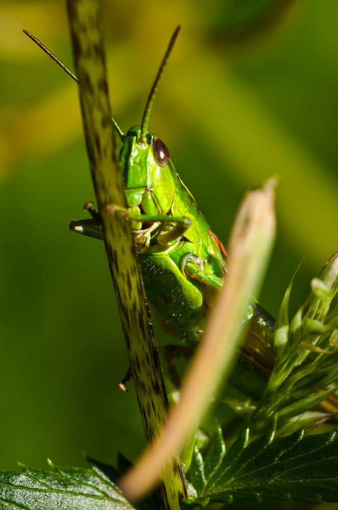 Was guckst du ? von photoweise 