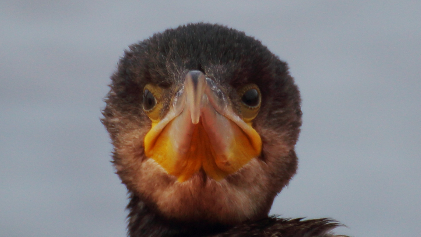 Was guckst du?