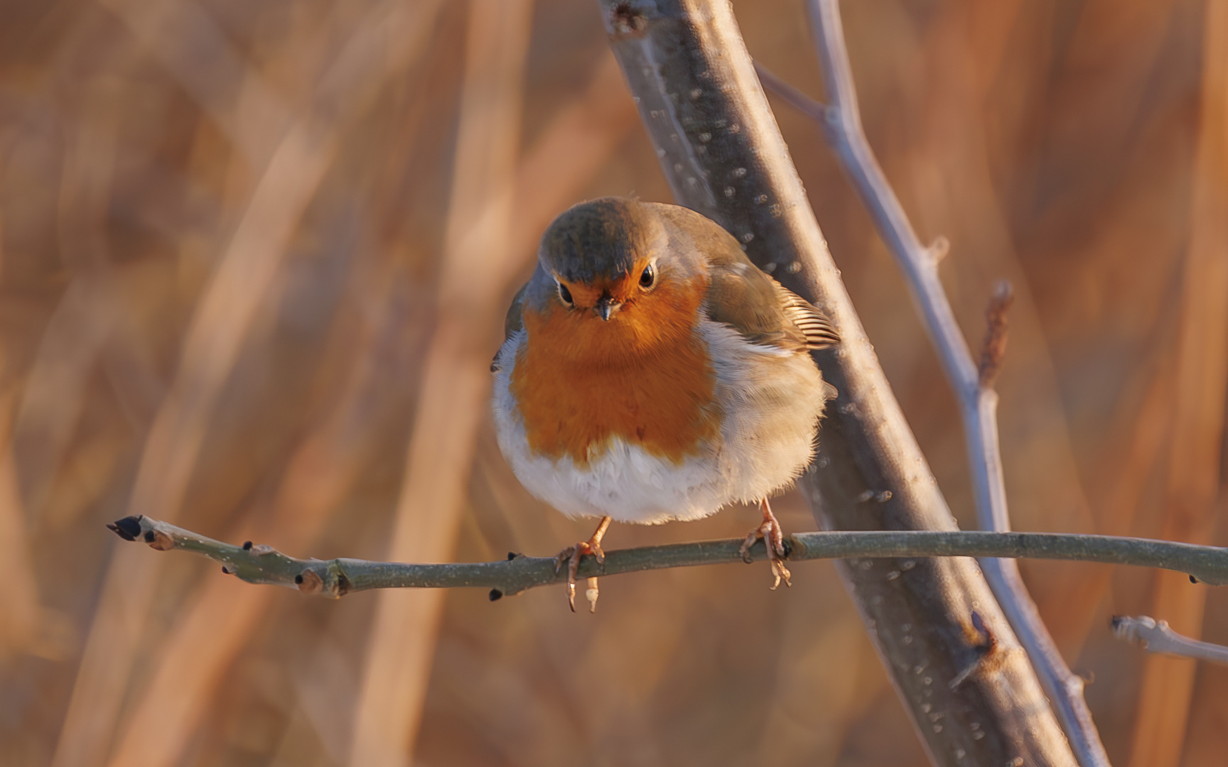 Was guckst Du?