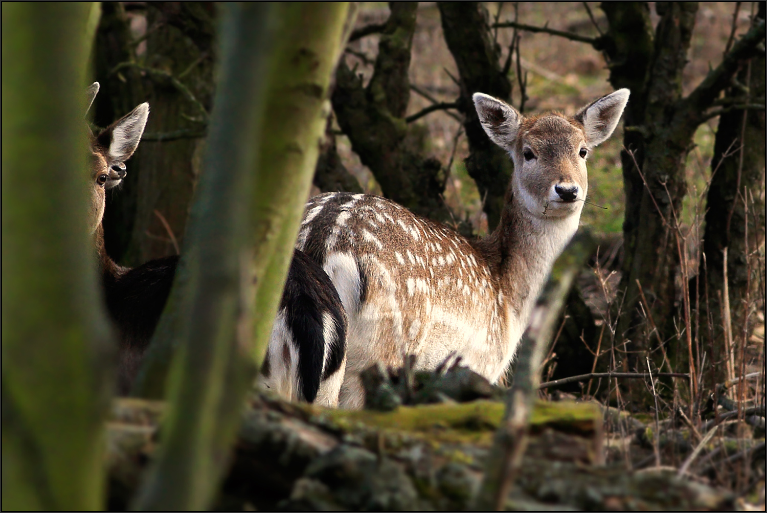 Was guckst Du?