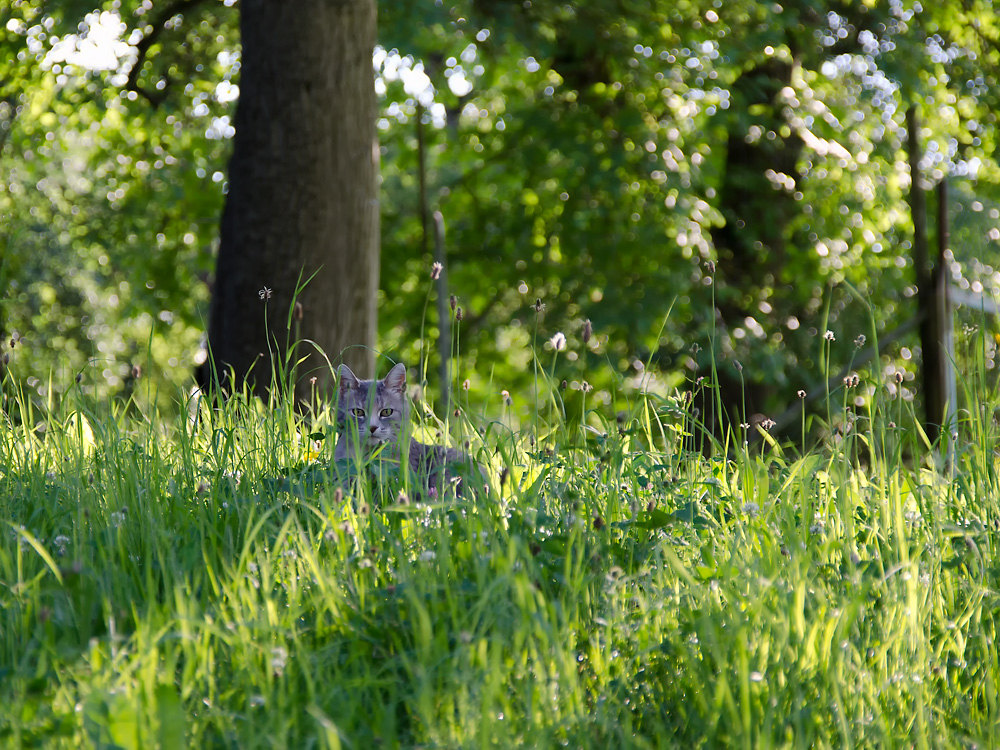 was guckst du?