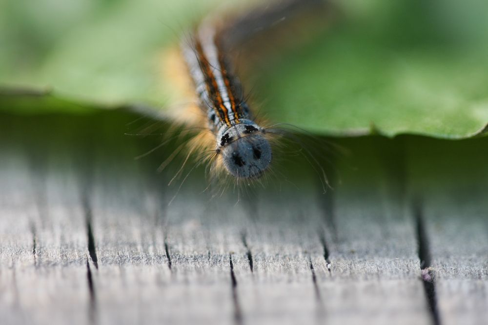 was guckst du?