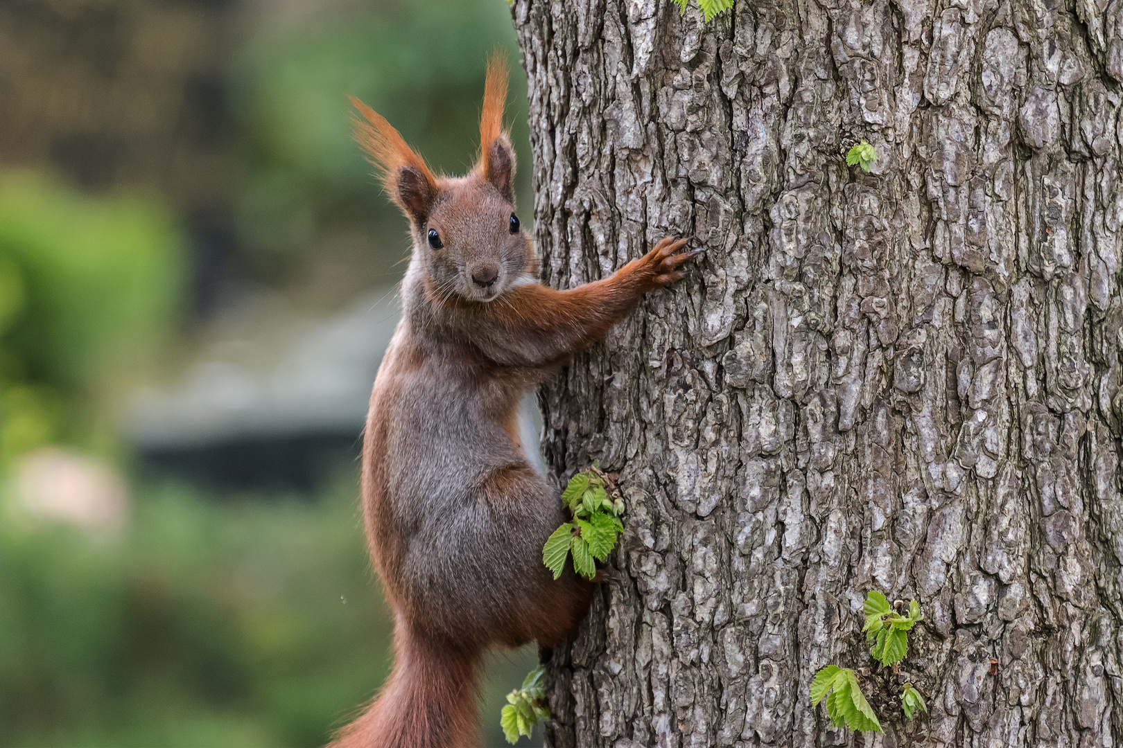 Was guckst du?