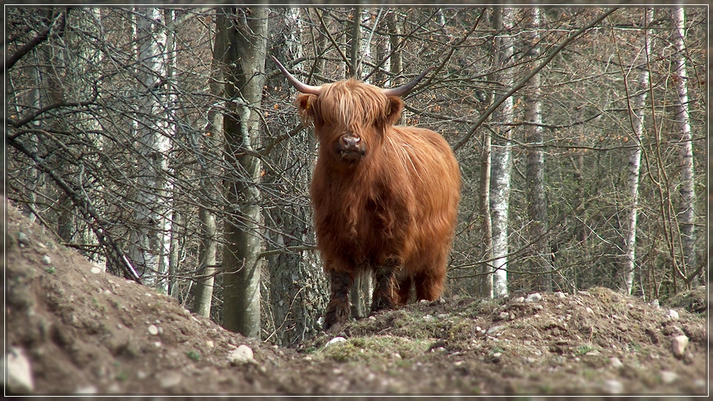 Was guckst du?