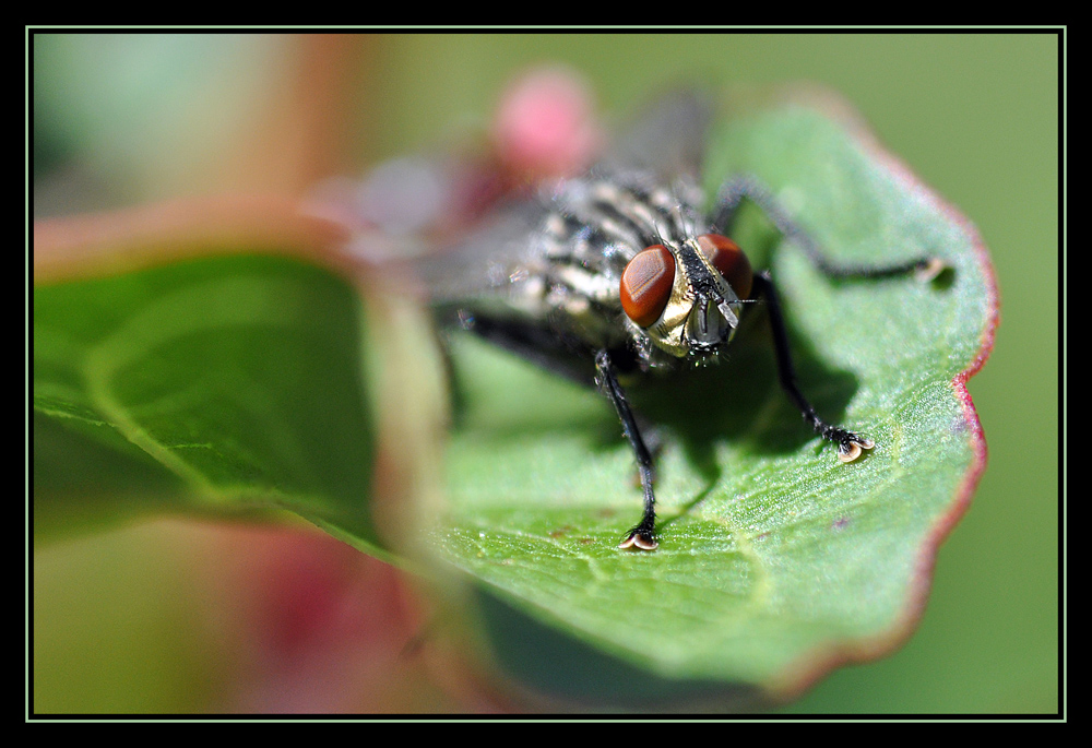 Was guckst du?