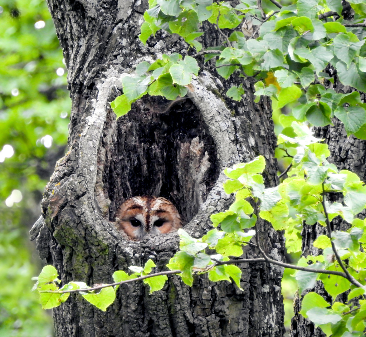 ... was guckst du?