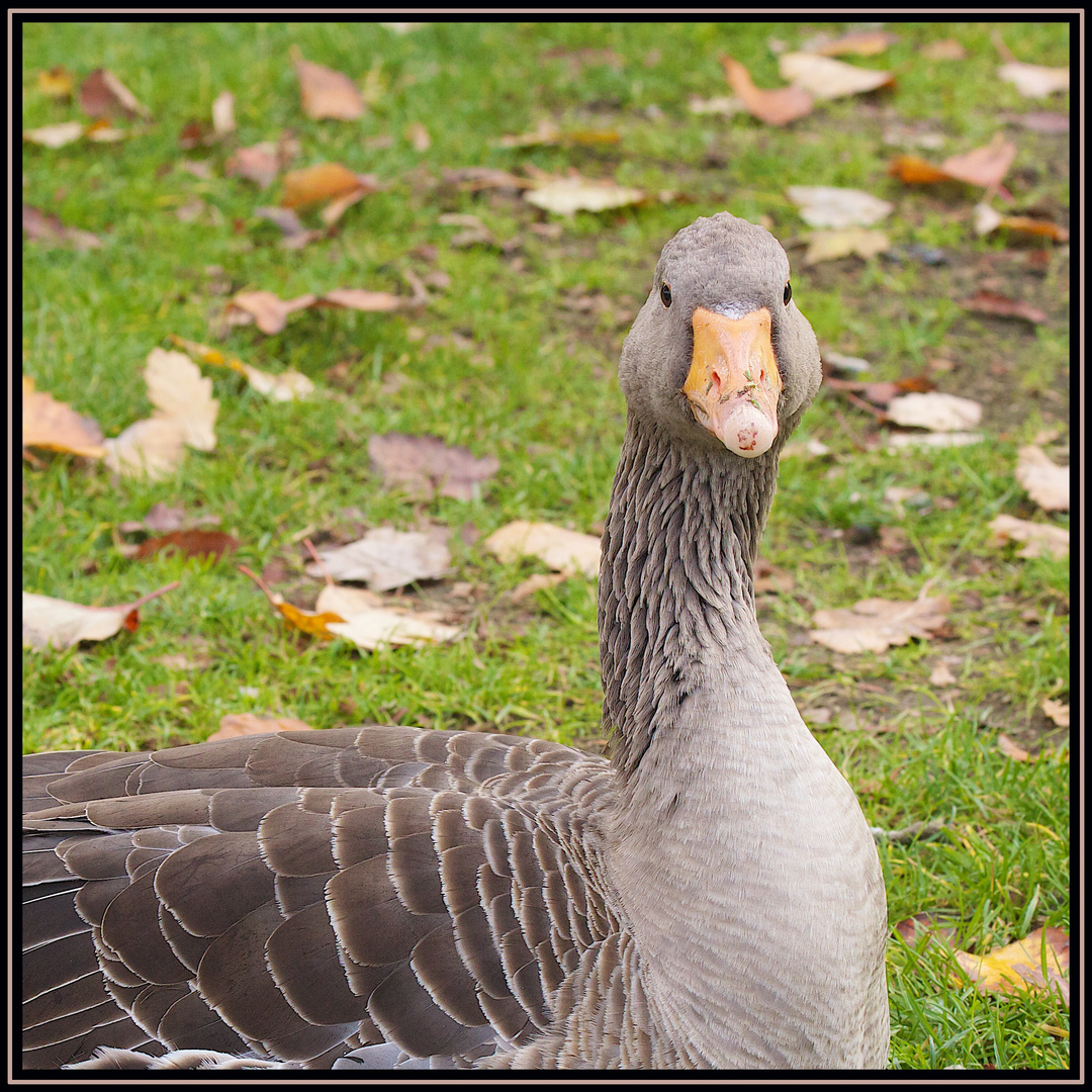 Was guckst du?