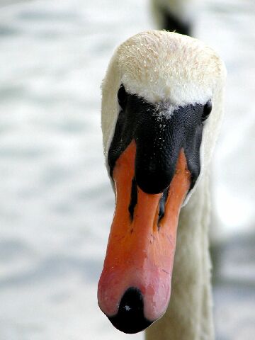 "Was guckst Du?"