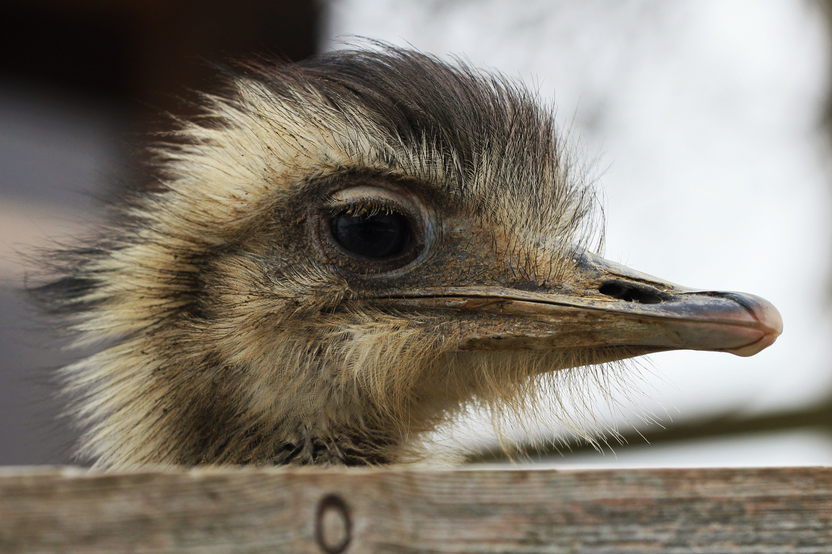 Was guckst du?