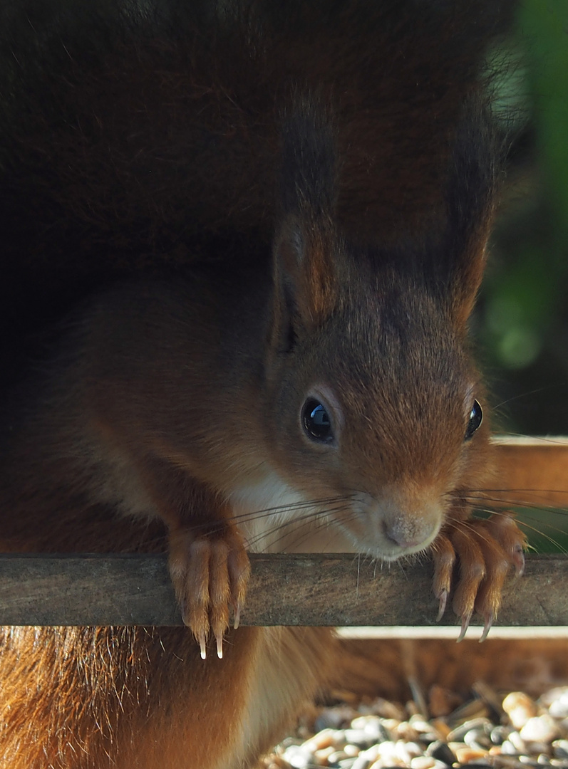 Was guckst Du?