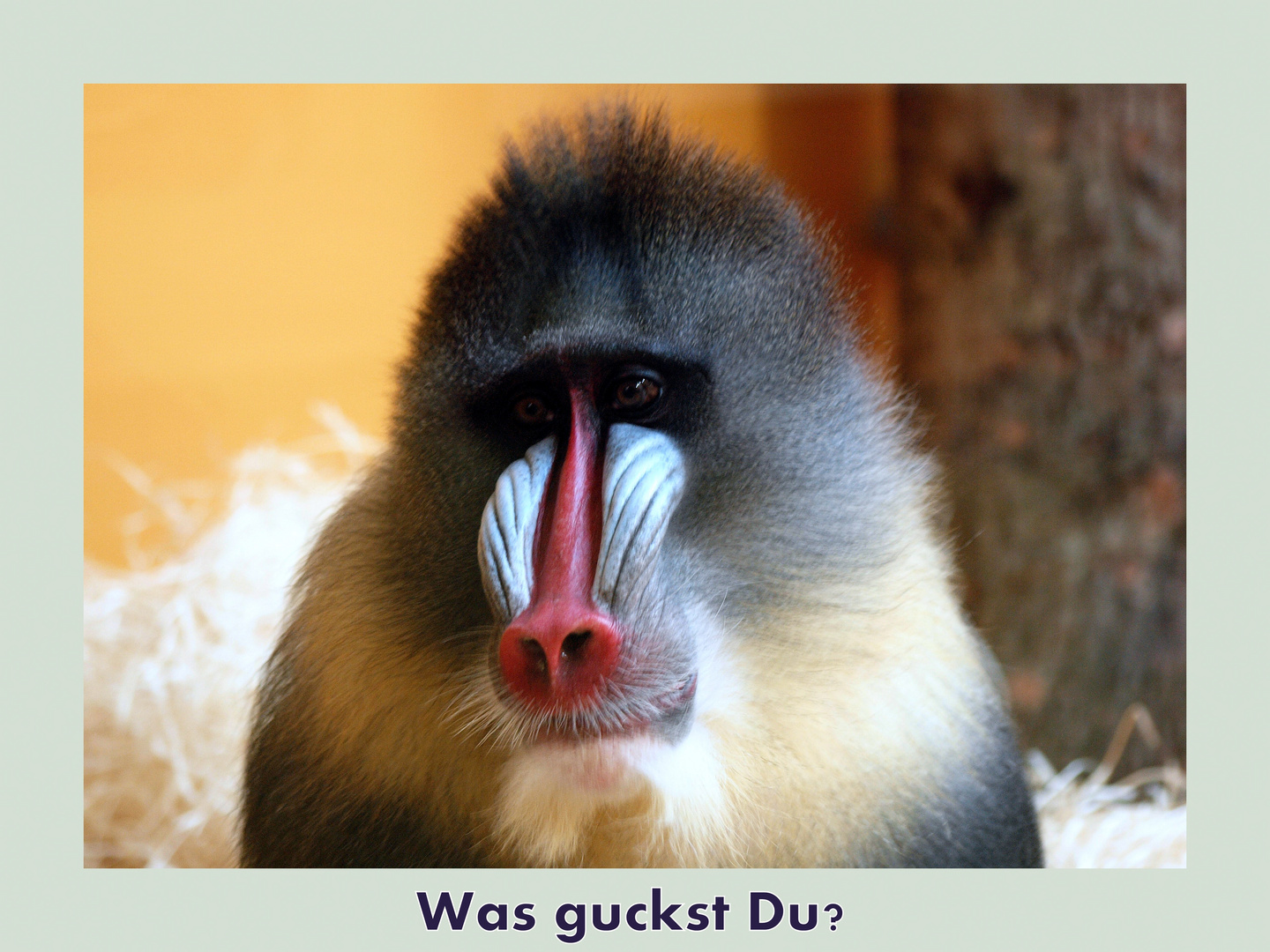 Was guckst Du?