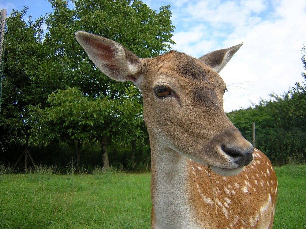 Was guckst Du?