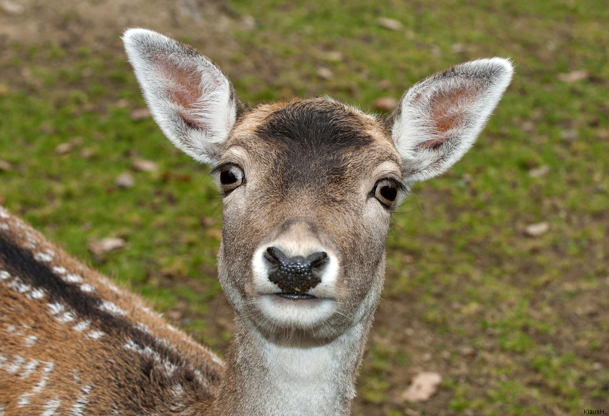 "Was guckst Du?" ...