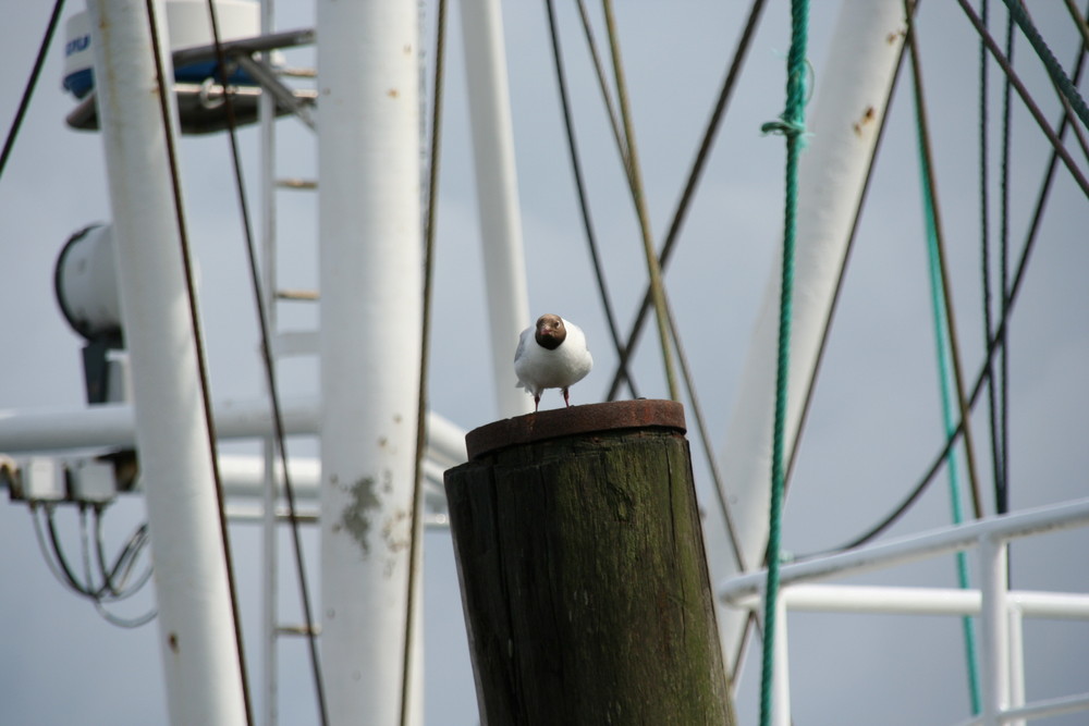 Was guckst Du?