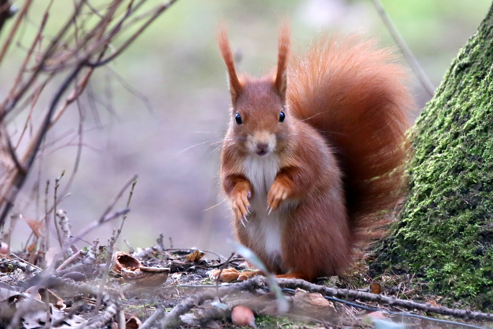 Was guckst Du?