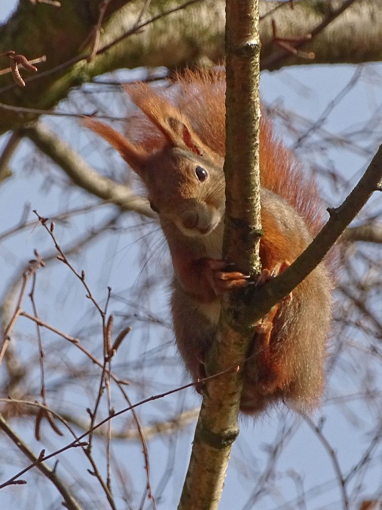 was guckst du?