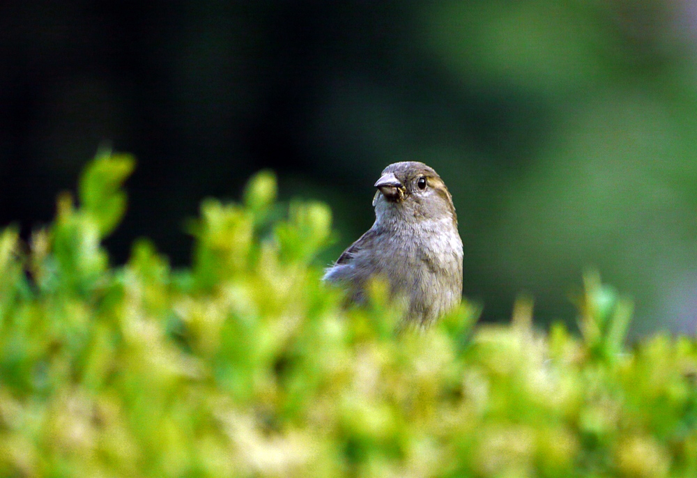 was guckst du ...