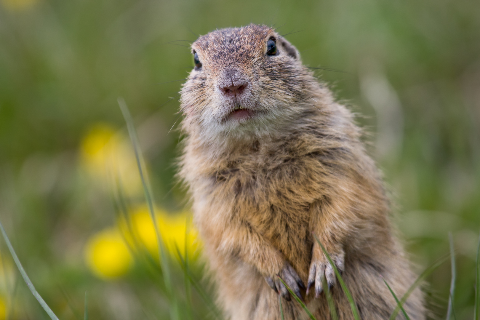 was guckst du?