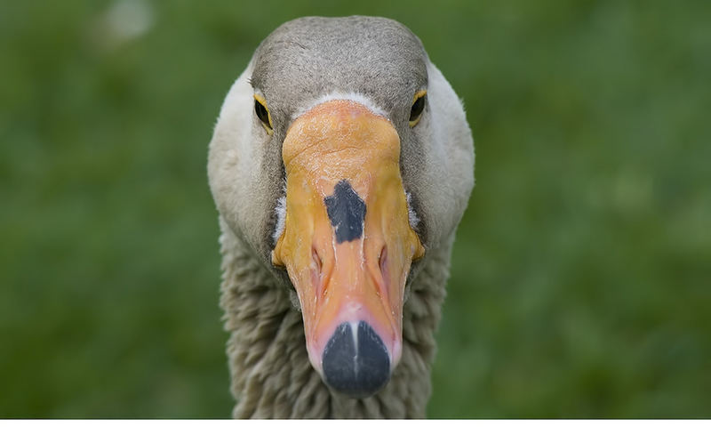 was guckst du?