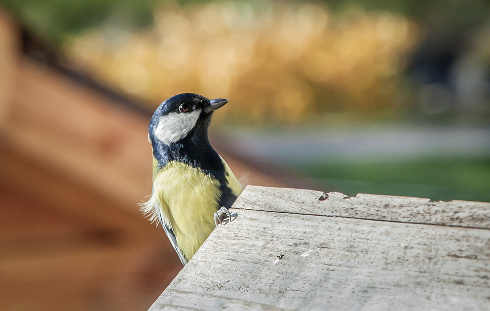 Was guckst du?