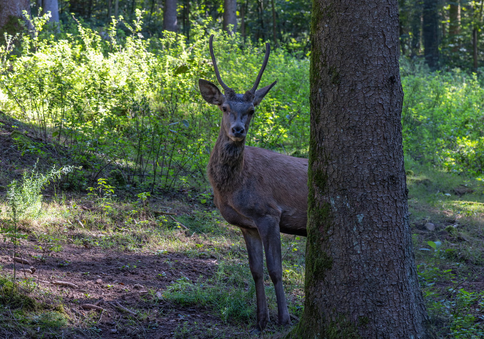 Was guckst Du...