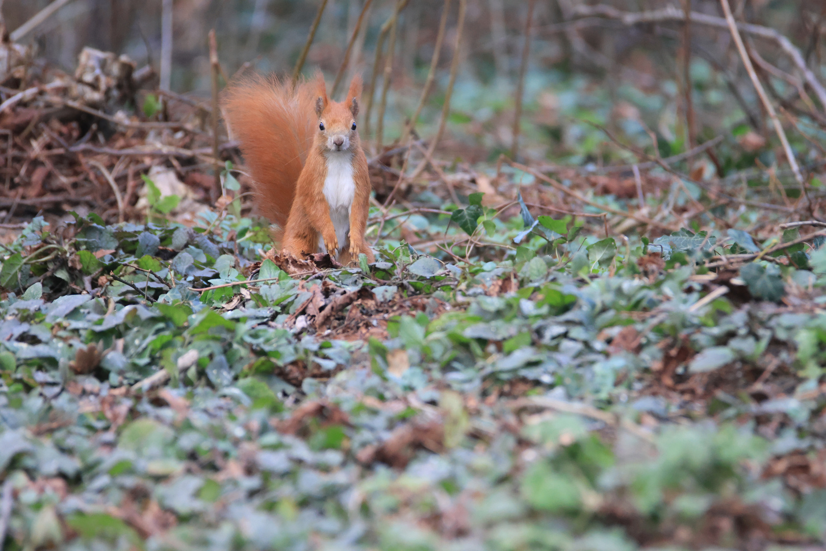 Was guckst du?