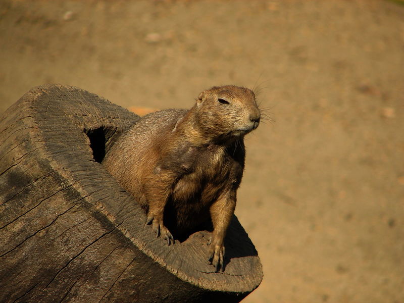 Was guckst du?