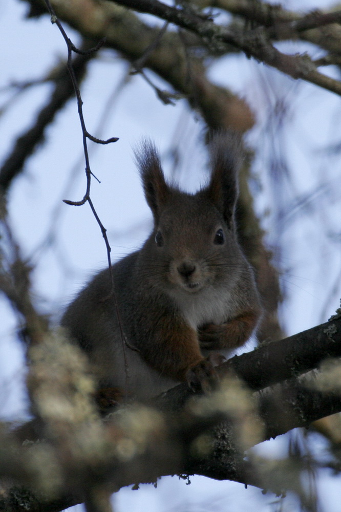 was guckst du ?