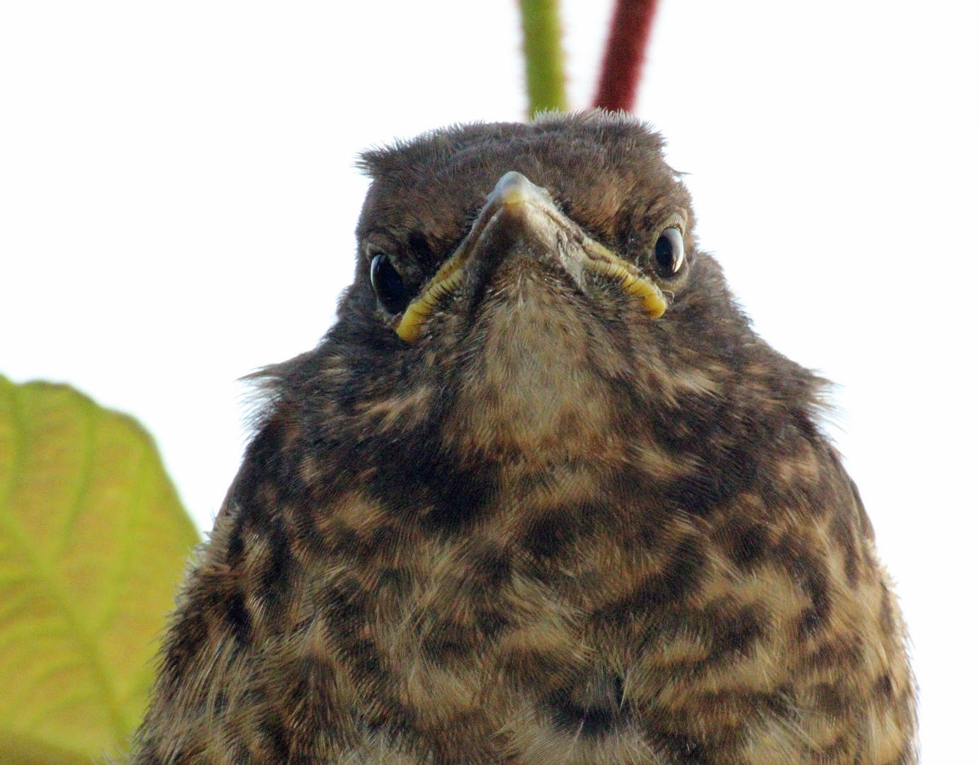 Was guckst Du?